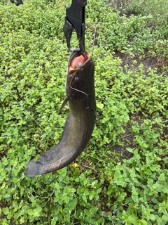 ニホンナマズの釣果