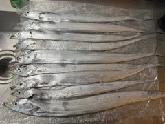 タチウオの釣果