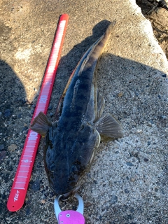 マゴチの釣果