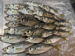 マアジの釣果