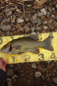 スモールマウスバスの釣果