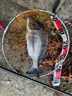 チヌの釣果