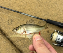 セイゴ（マルスズキ）の釣果