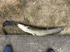 ニホンナマズの釣果