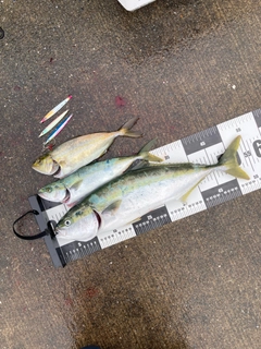 イナダの釣果