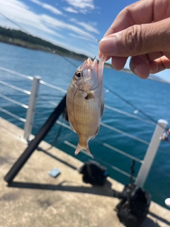 チャリコの釣果