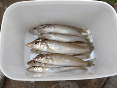キスの釣果