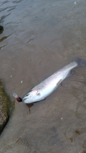 ニジマスの釣果