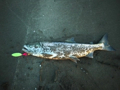 アキアジの釣果