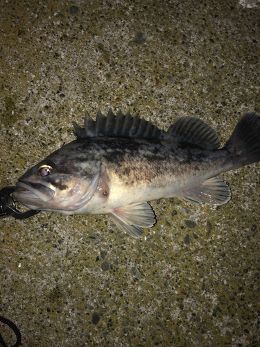 クロソイの釣果