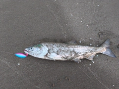 アキアジの釣果