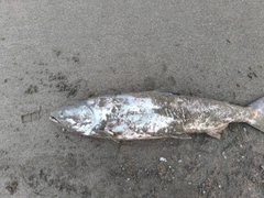 アキアジの釣果