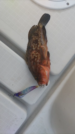 アコウの釣果