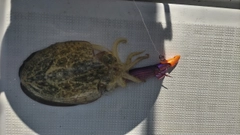 コウイカの釣果