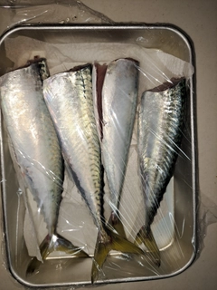 サバの釣果
