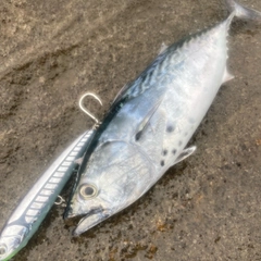 スマガツオの釣果