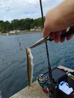 カマスの釣果