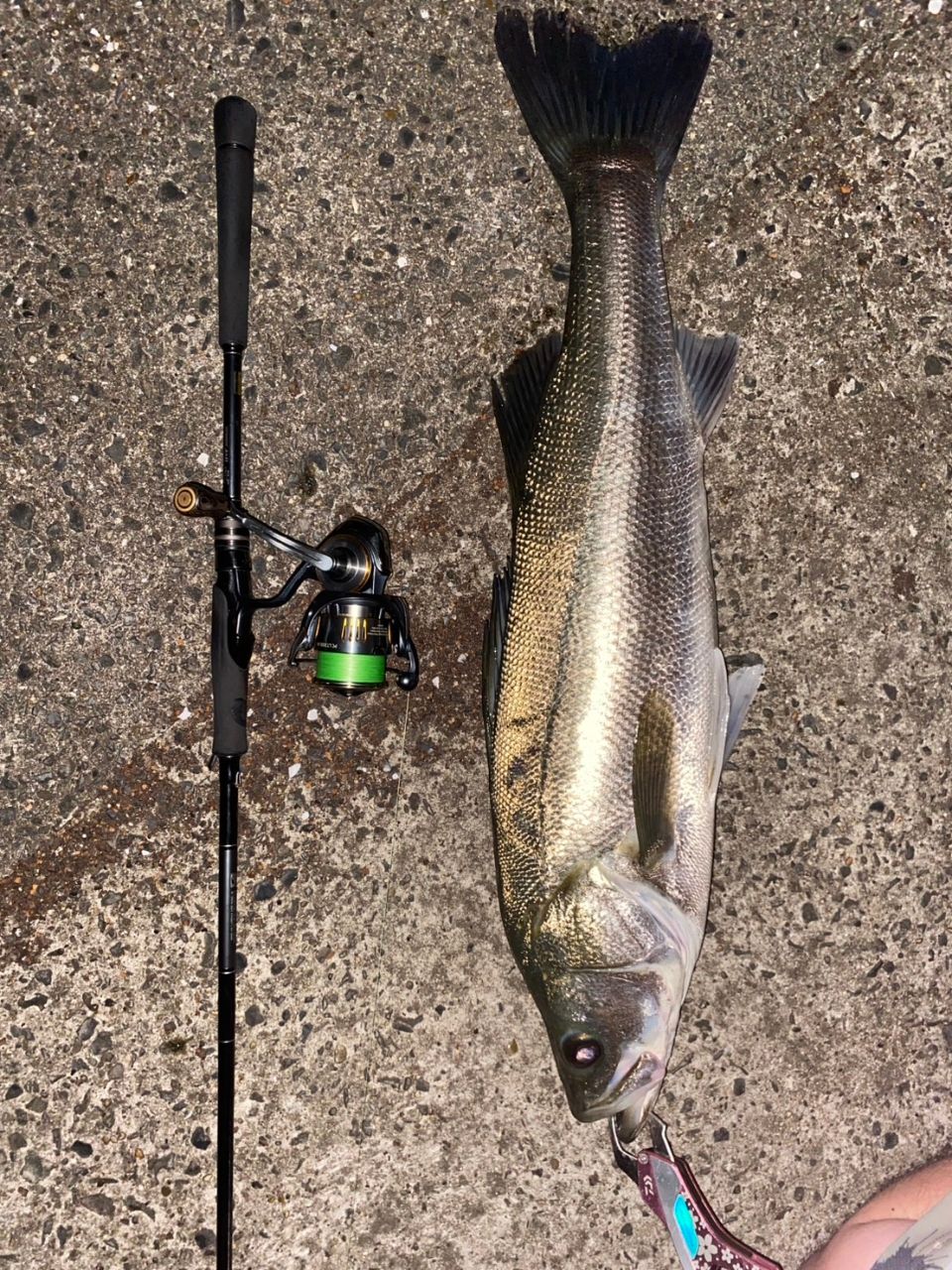 DAIWA 21ラブラックス AGS 86MLの最安値・インプレ・釣果 | 本音の