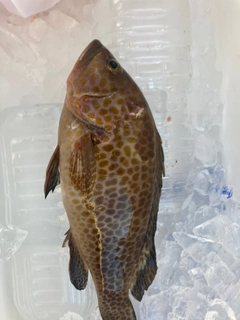 オオモンハタの釣果