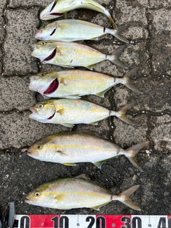 ショゴの釣果