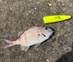 マダイの釣果