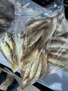 シロギスの釣果