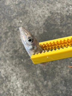 シロギスの釣果