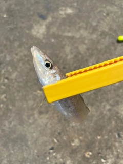 シロギスの釣果