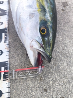 メジロの釣果