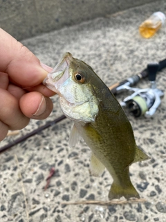 ラージマウスバスの釣果