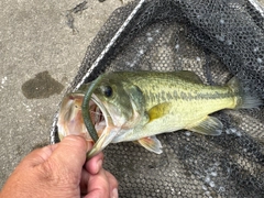 ラージマウスバスの釣果