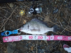 キビレの釣果