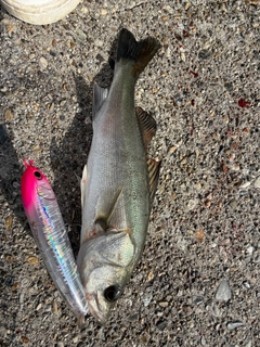 フッコ（マルスズキ）の釣果