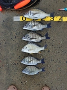 チヌの釣果
