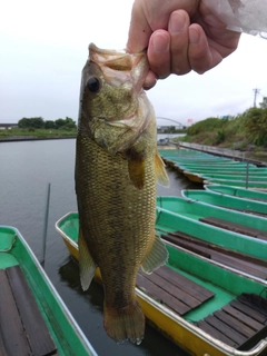 ラージマウスバスの釣果