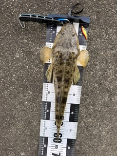 マゴチの釣果