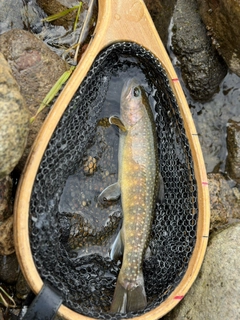 イワナの釣果