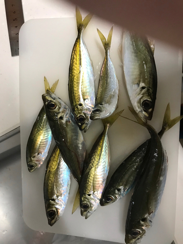 アジの釣果