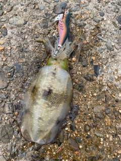 アオリイカの釣果