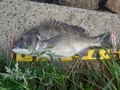 チヌの釣果