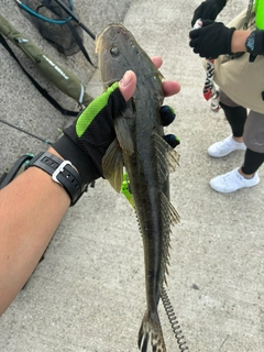 マゴチの釣果