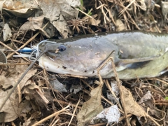 ナマズの釣果