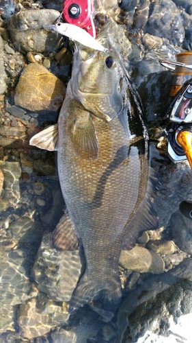 スモールマウスバスの釣果