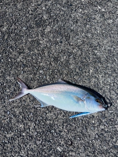 ネリゴの釣果