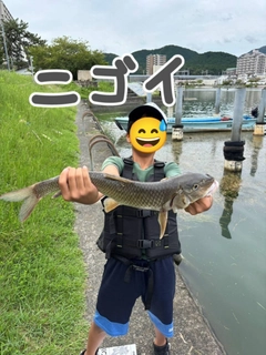 ニゴイの釣果