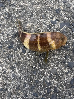 キジハタの釣果