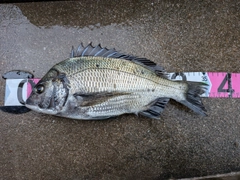 チヌの釣果