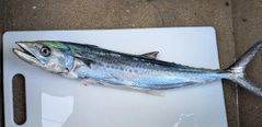 サゴシの釣果