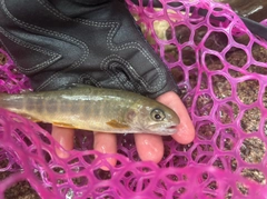 イワナの釣果