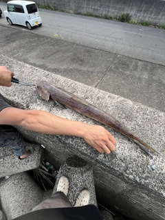 エソの釣果